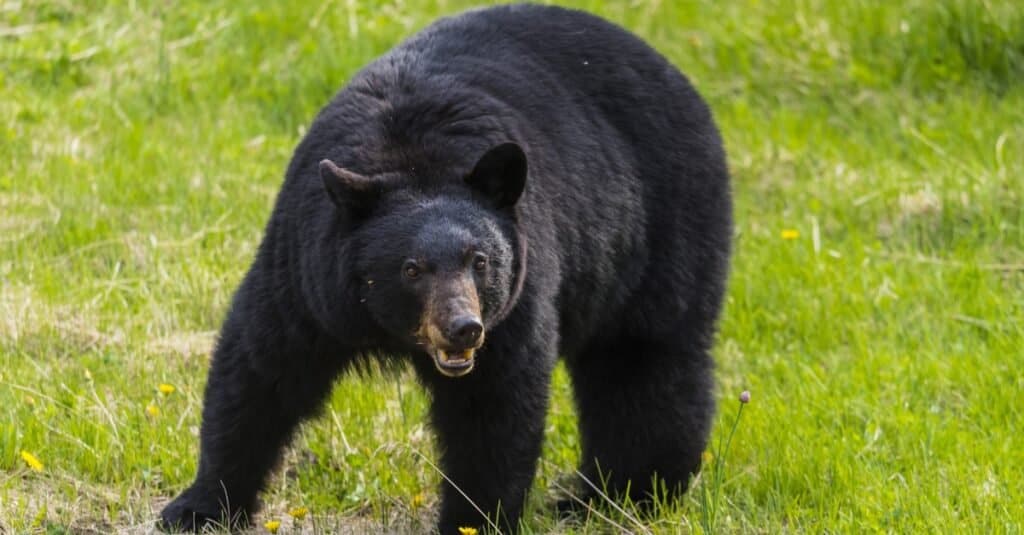 Black bears can be aggressive when they are threatened