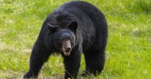 Are Black Bears Aggressive? Picture