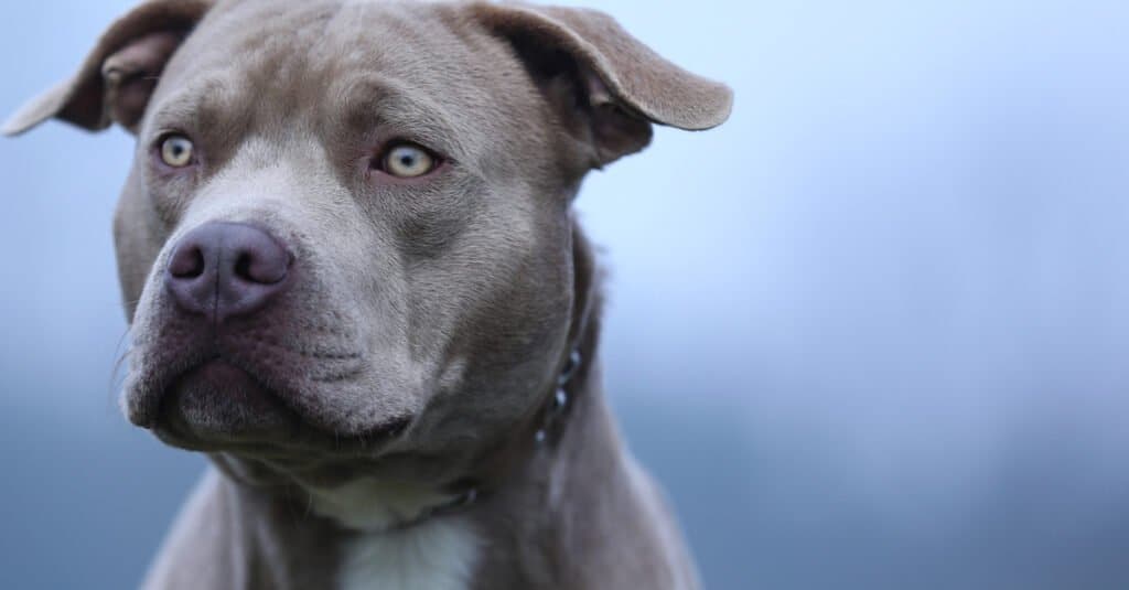 are pitbulls safe as pets