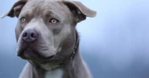 Staffordshire Bull Terrier vs Pitbull: What are the Differences? Picture