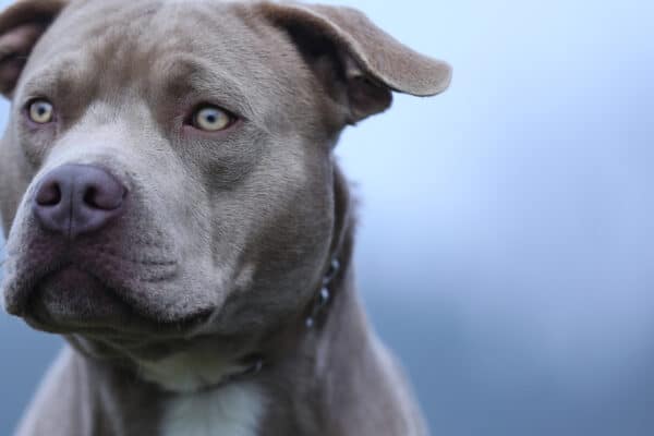 Stocky with almond-shaped eyes, the pit bull is a medium-sized dog that can be found in a variety of colors.