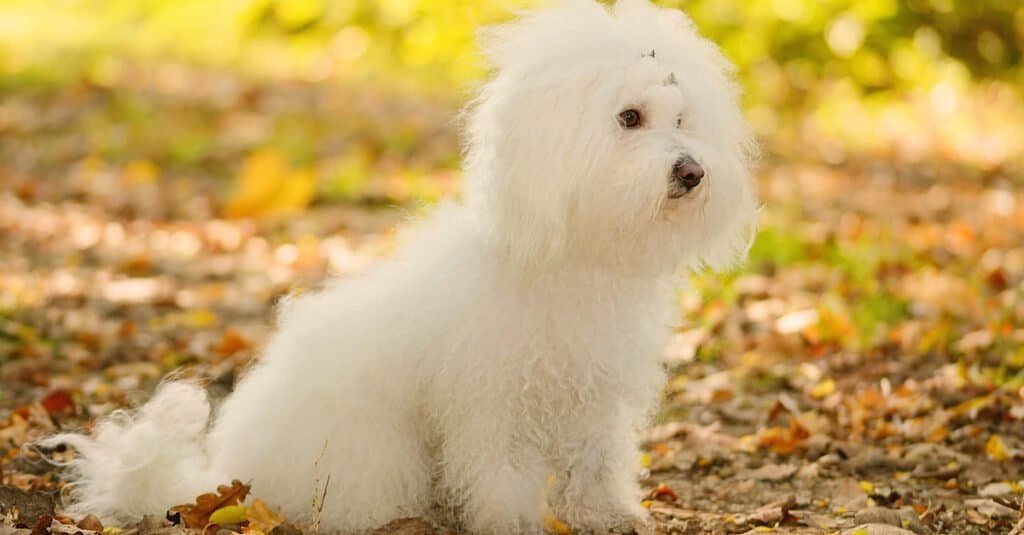 Types of dogs with curly hair