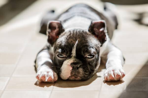 Boston Terrier puppy laying in sun on floor