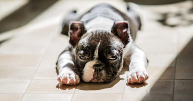 Boston Terrier puppy laying in sun on floor