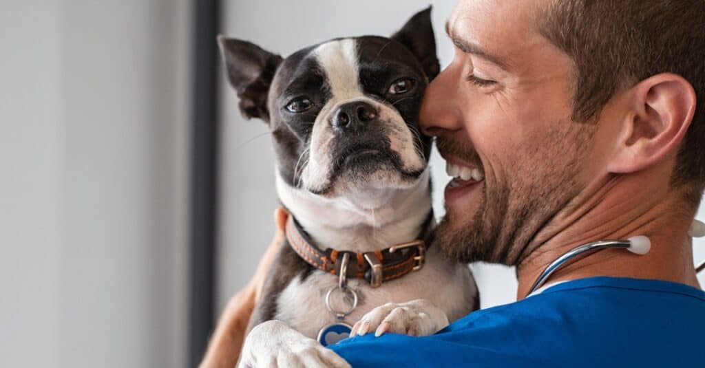 Boston terrier at the vet