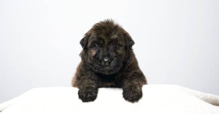 isolated Bouvier Des Flandres puppy
