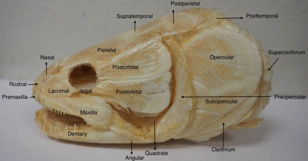 Bowfin Teeth - Bowfin Skull
