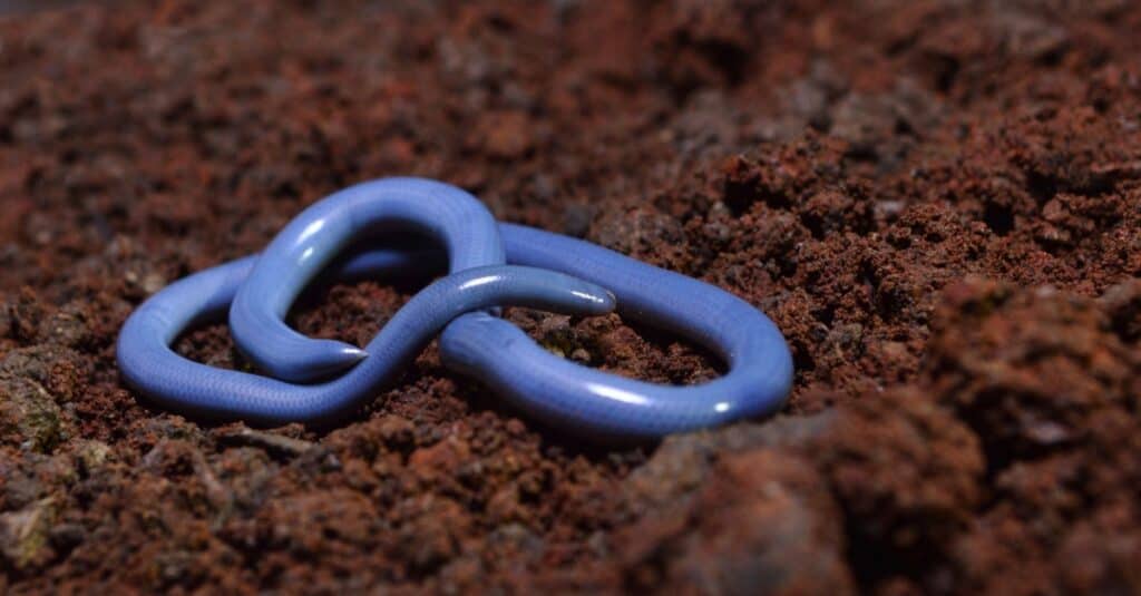 Brahminy Blind Snake