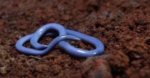 10 Snakes That Burrow Underground Picture
