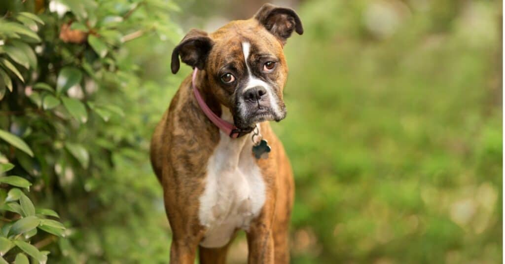 Brindle boxer standing by bush with head tilted to the side