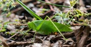 Meet the Katydid: The Bug That Looks Like a Leaf photo
