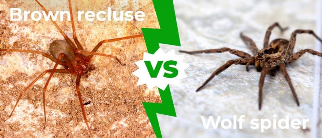 Brown Recluse vs Wolf Spider
