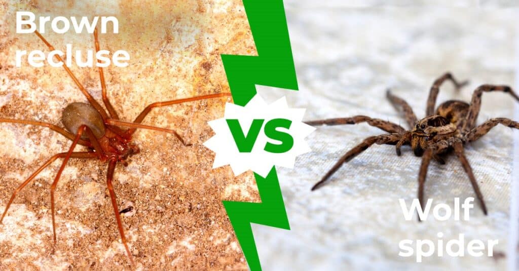 are brown recluse spiders poisonous to dogs