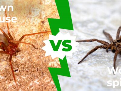 A Wolf Spider vs Brown Recluse: Five Main Differences Explained