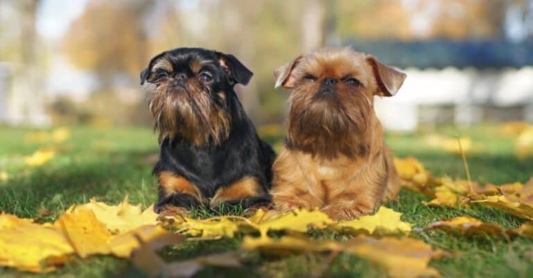 Brussels Griffons laying in leaves