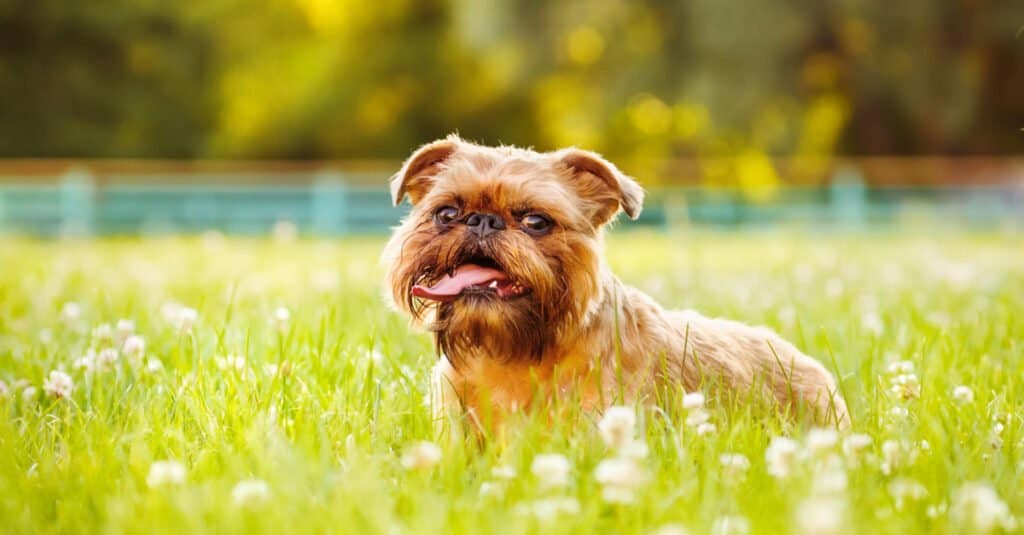 Dog breeds similar to pugs - Brussels Griffon standing in a field