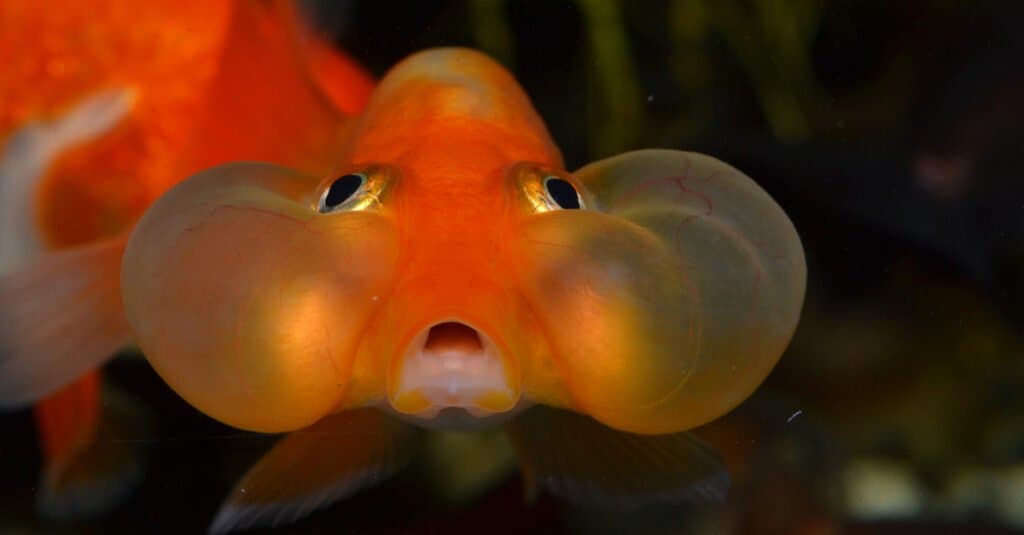 Bubble eyes goldfish