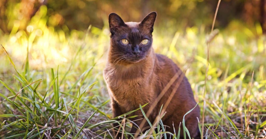 Burmese cat sitting outside in the grass
