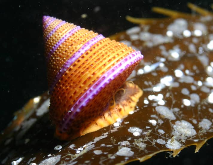 Snails