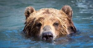Can Bears Swim Faster Than Michael Phelps? Picture