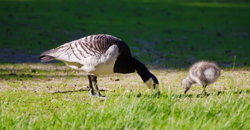 Canadian geese foraging