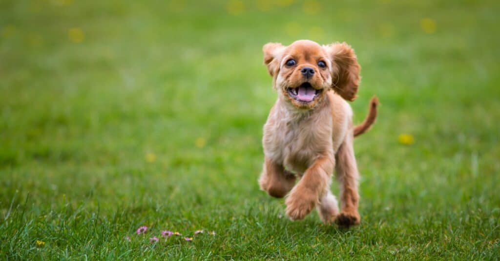 Cavalier King Charles Spaniel running outside