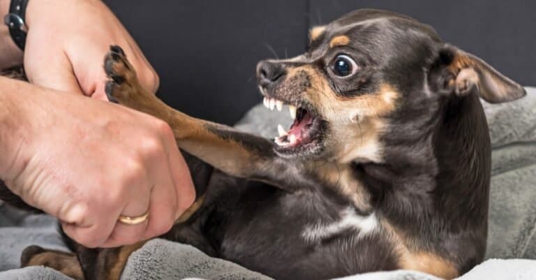 Chihuahua about to bite someones hand