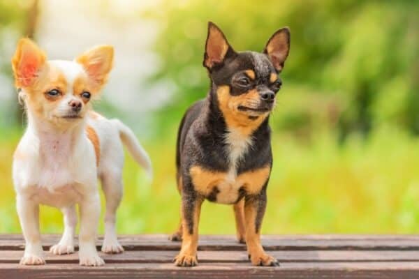Chihuahuas make for great guard dogs despite their size. 