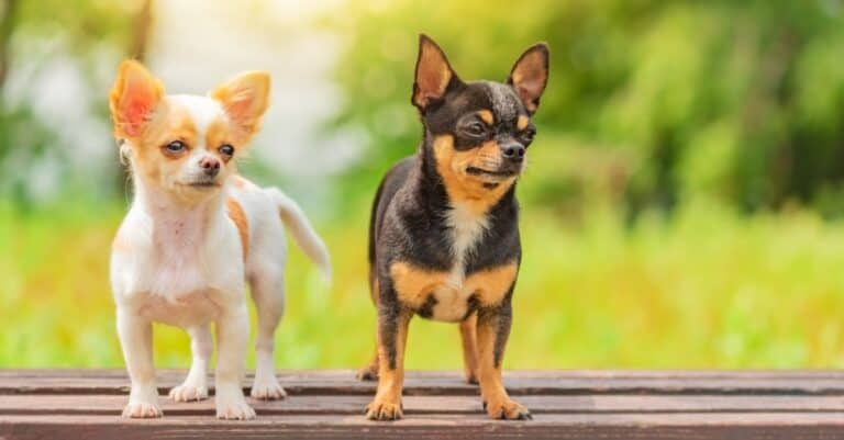Chihuahuas standing on bench