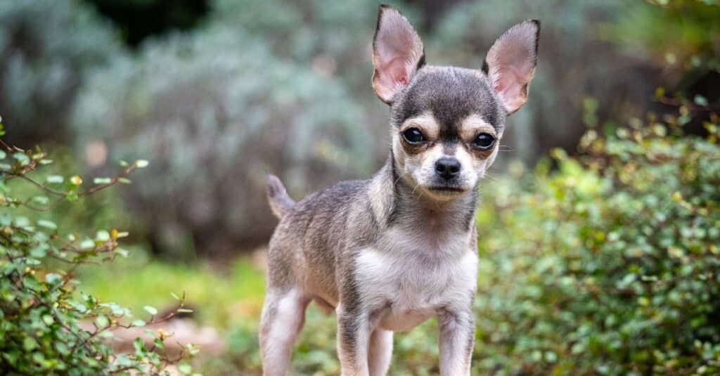 Chihuahua puppy on soccer ball