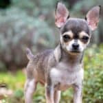 Chihuahuas are the cheapest dog breed because of how affordable it is to take care of them.