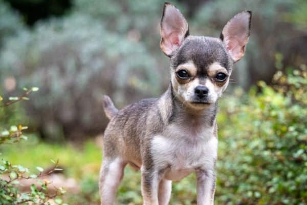 Chihuahuas are the cheapest dog breed because of how affordable it is to take care of them.