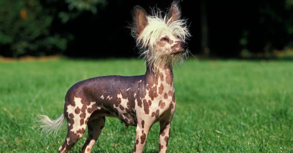 Chinese Crested Dog looking towards the sky