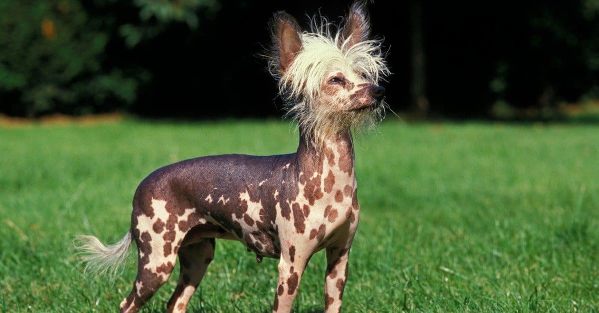 The 9 Most Exotic Dog Breeds in the World - AZ Animals