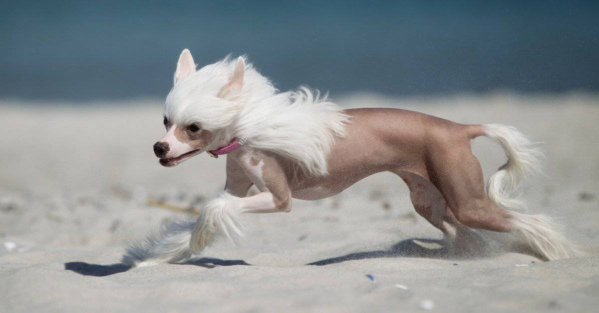 The Absolute 10 Strangest & Weirdest Dog Breeds in the World! - AZ Animals