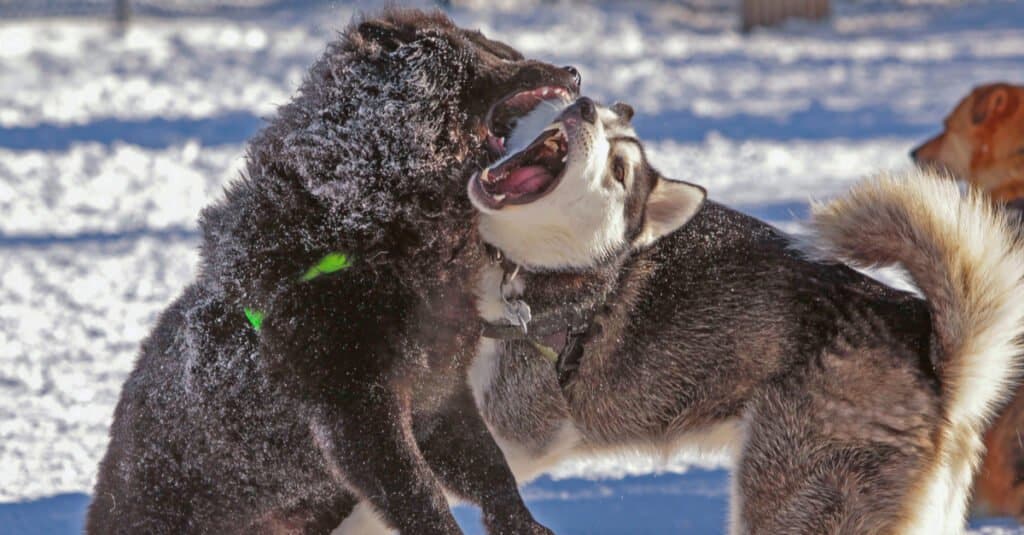 Chow Chow fighting/playing with Husky dog