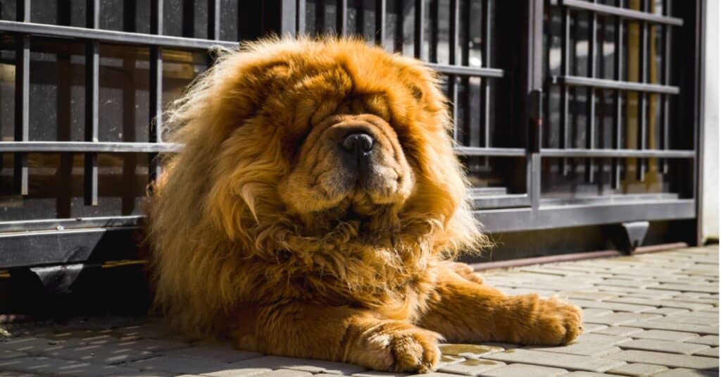 Chow Chow laying down in front of gate