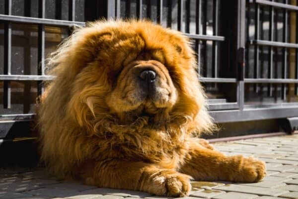 The Chow Chow looks much like a lion because of its fluffy mane. 