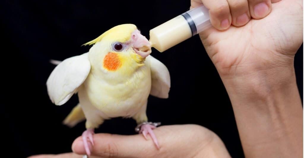 Woman feeding young cockatiel bird.