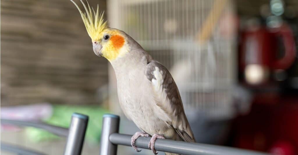 Cockatiel sitting near the window on a sunny day.