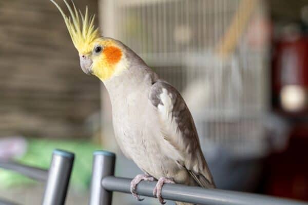 Cockatiels are in the parrot family and native to the Australian Outback.
