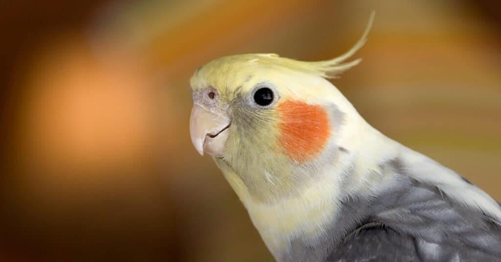 Head and shoulder profile of a cockatiel