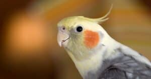 What Do Cockatiels Eat? A Guide to Their Diet Picture