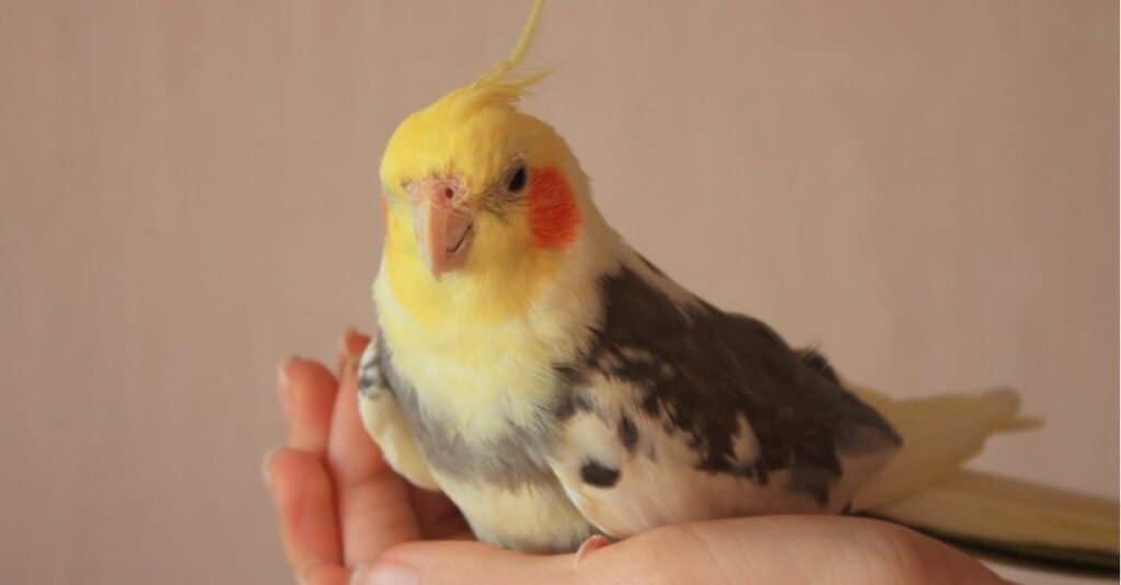 Yellow pet Cockatiel sitting on a human hand.
