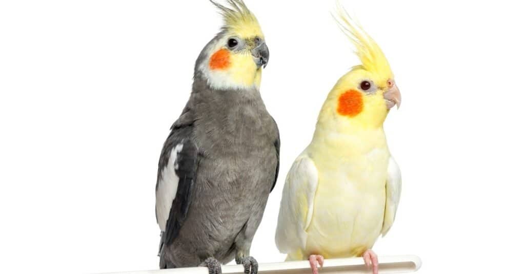 Two Cockatiel on a metal perch, isolated on white.