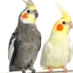 Two Cockatiel on a metal perch, isolated on white.
