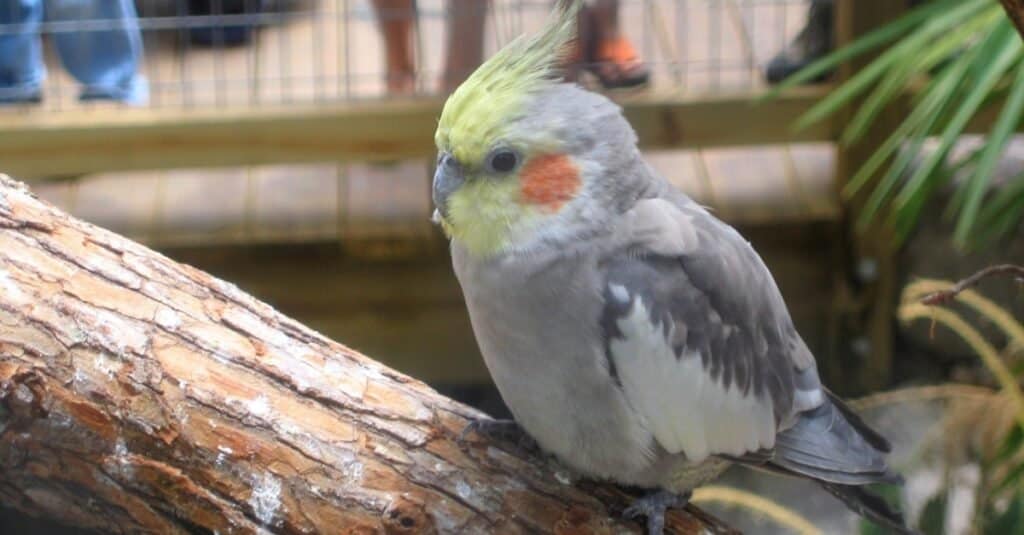 Cockatiel sitting on a branch in his cage.