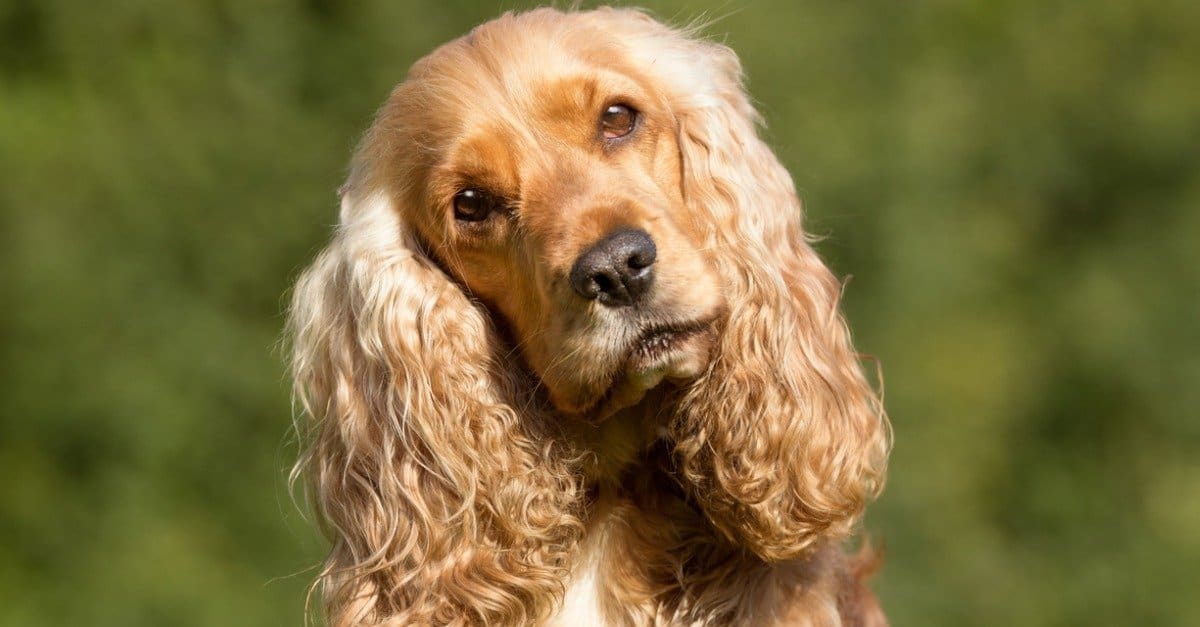 at what age is a cocker spaniel full grown