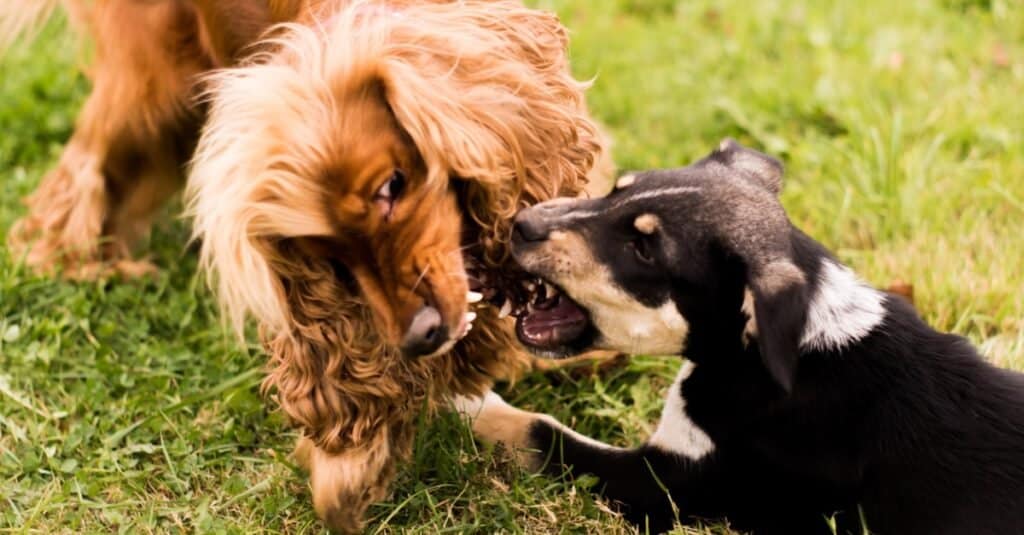 Cocker Spaniel fighting/playing with another dog