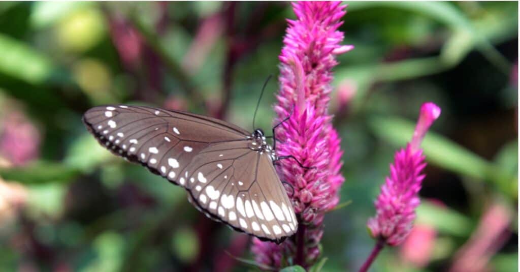 Common Indian crow butterfly